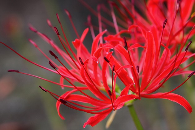 Lycoris radiata - Spinnenlilie - Blumenzwiebel