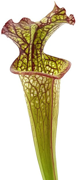 Sarracenia X "Lynda Butt"