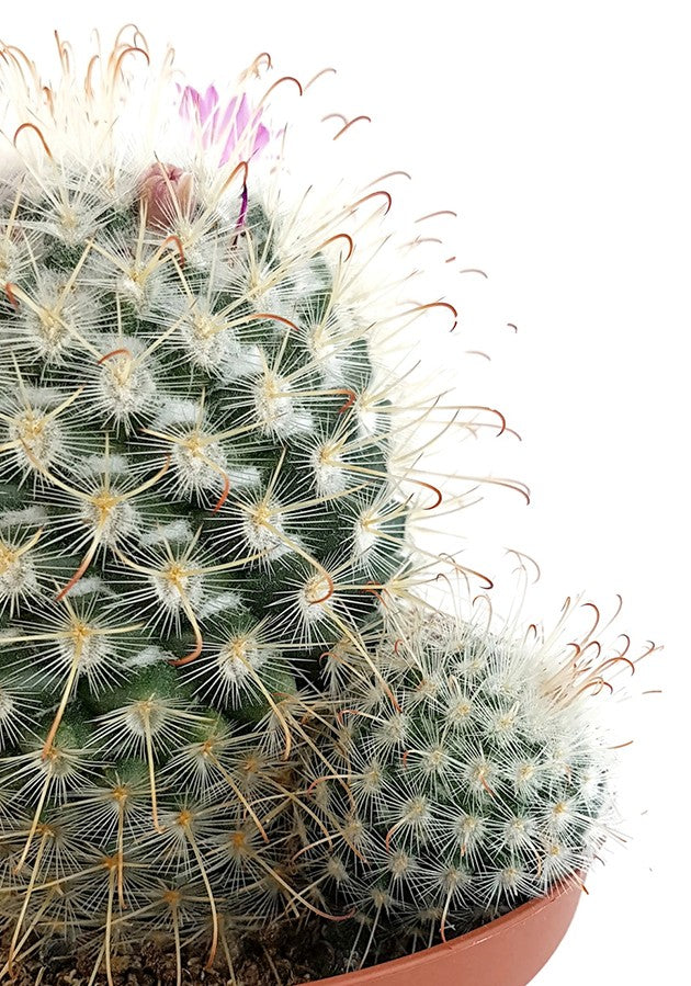 Mammillaria bombycina - Warzenkaktus