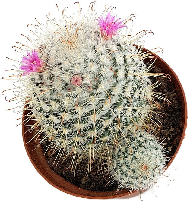 Mammillaria bombycina - Warzenkaktus