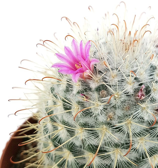 Mammillaria bombycina - Warzenkaktus