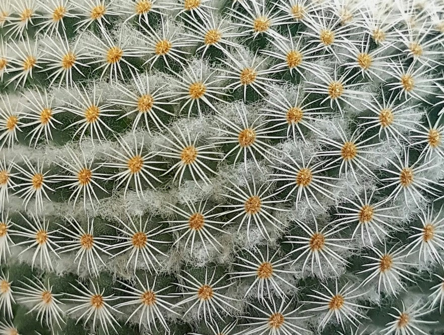 Mammillaria elegans - Warzenkaktus