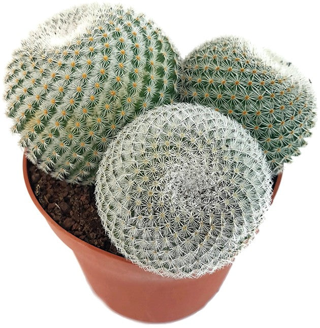 Mammillaria elegans - Warzenkaktus