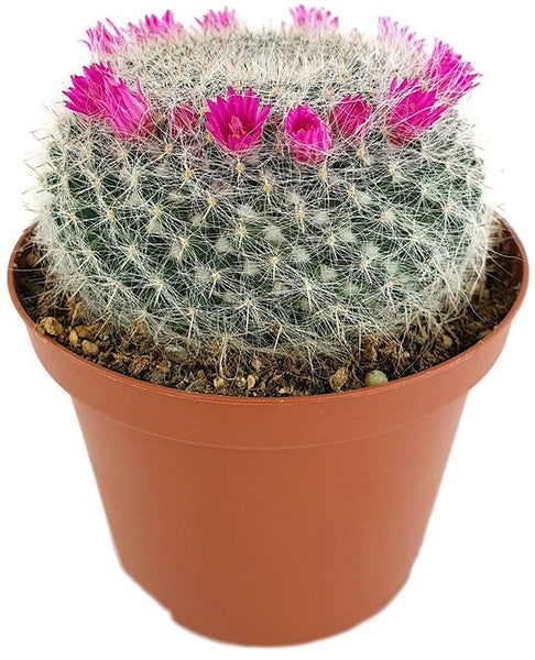 Mammillaria hahniana - Warzenkaktus  Fangblatt GmbH