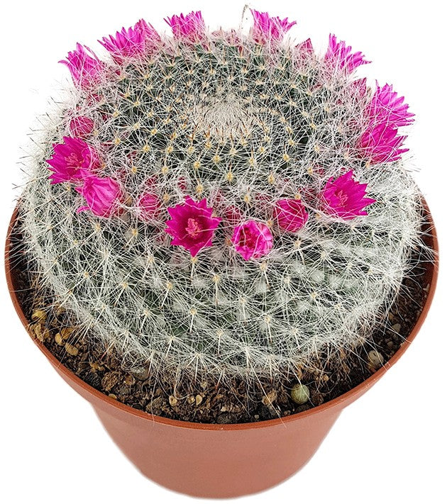 Mammillaria hahniana - Warzenkaktus