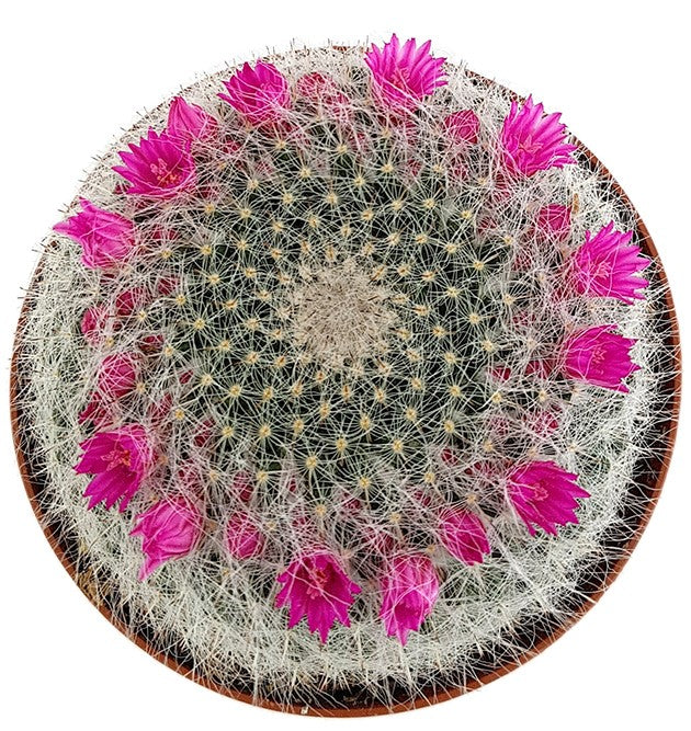 Mammillaria hahniana - Warzenkaktus