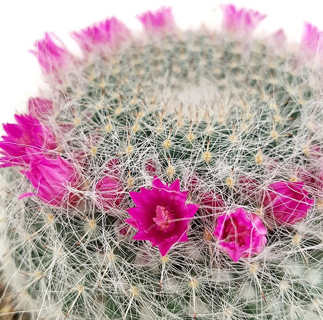 Mammillaria hahniana - Warzenkaktus