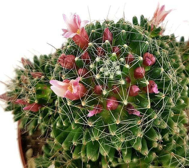 Mammillaria painteri f. monstruosa - Warzenkaktus