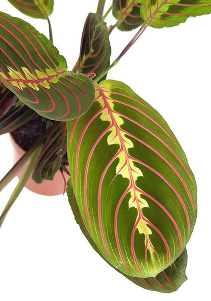 Maranta leuconeura &quot;Fascinator&quot; - bunter Pfeilwurz