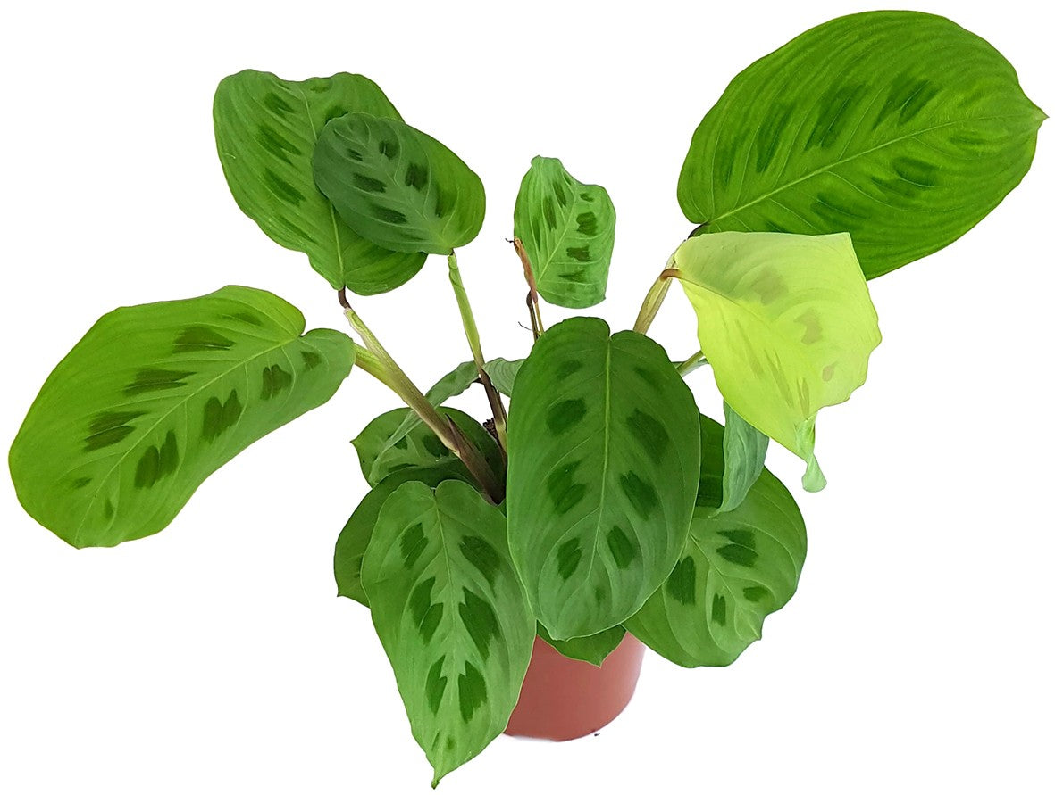 Maranta kerchoveana - grüner Pfeilwurz