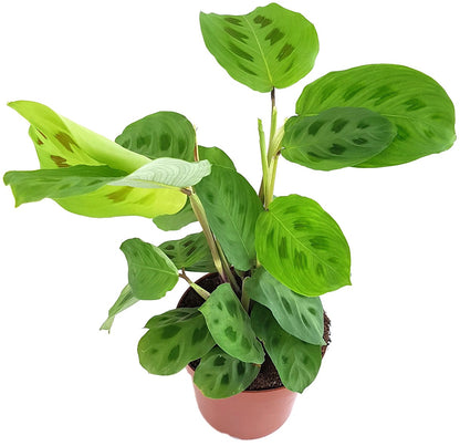 Maranta kerchoveana - grüner Pfeilwurz