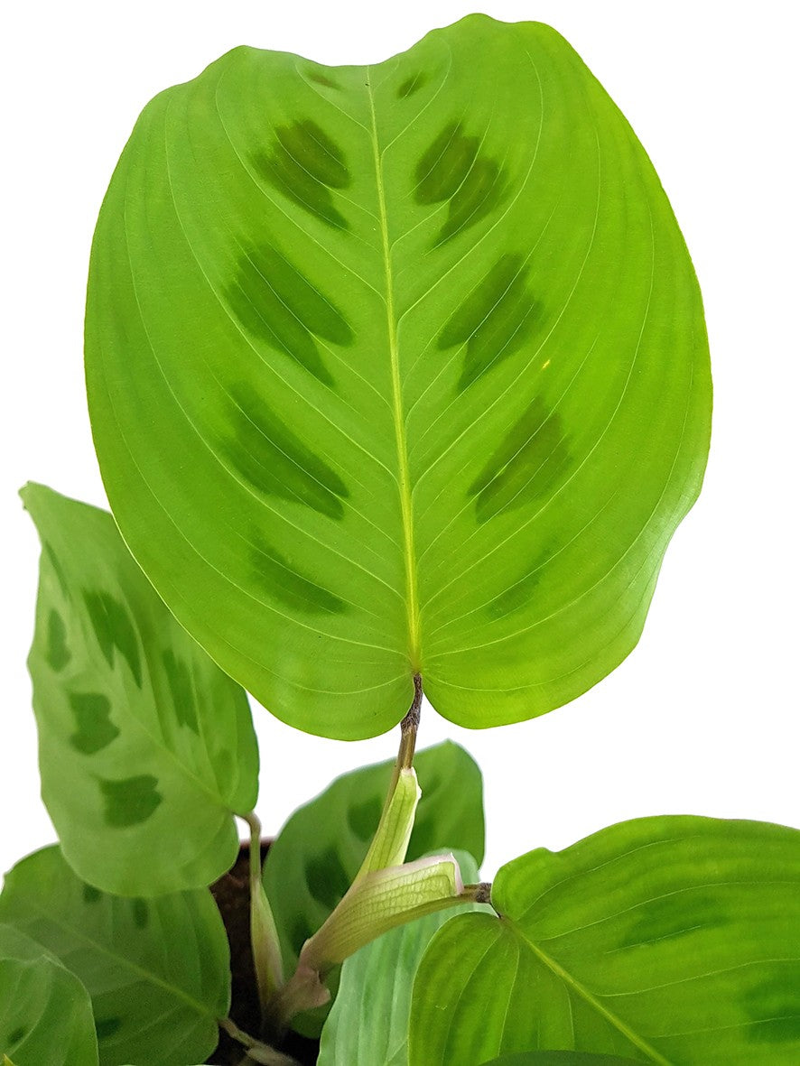 Maranta kerchoveana - grüner Pfeilwurz