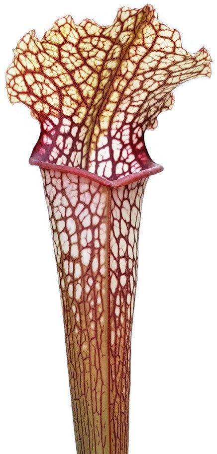 Sarracenia Moorei X Leucophylla &quot;Marston Select&quot;