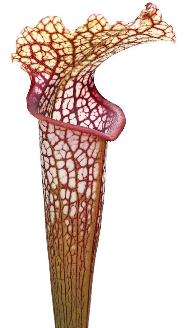 Sarracenia Moorei X Leucophylla "Marston Select"