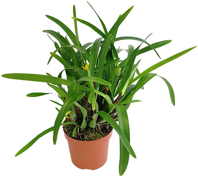 Maxillaria variabilis - exotische Orchidee