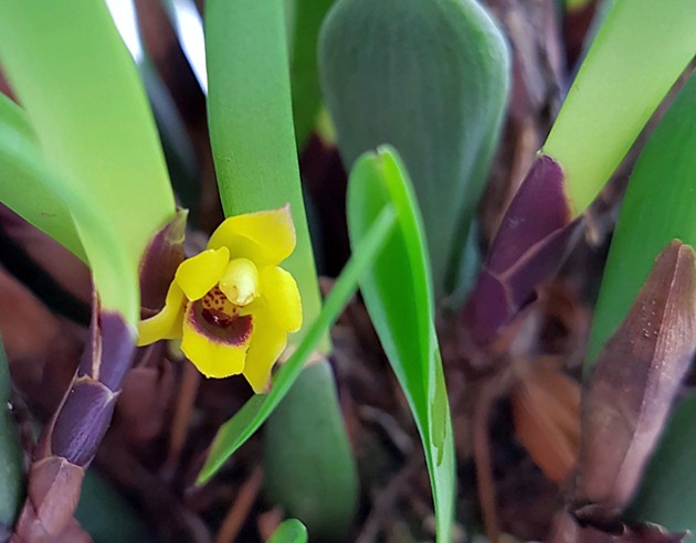 Maxillaria variabilis - exotische Orchidee