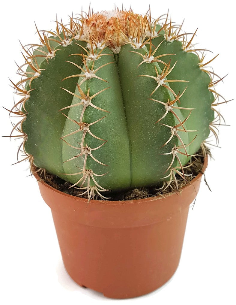 Melocactus matanzanus - Melonenkaktus