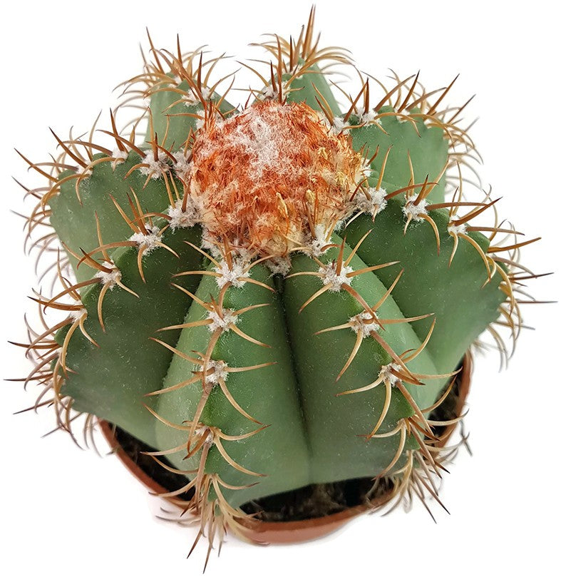 Melocactus matanzanus - Melonenkaktus