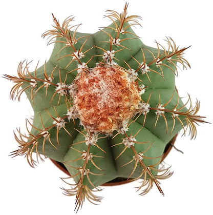 Melocactus matanzanus - Melonenkaktus