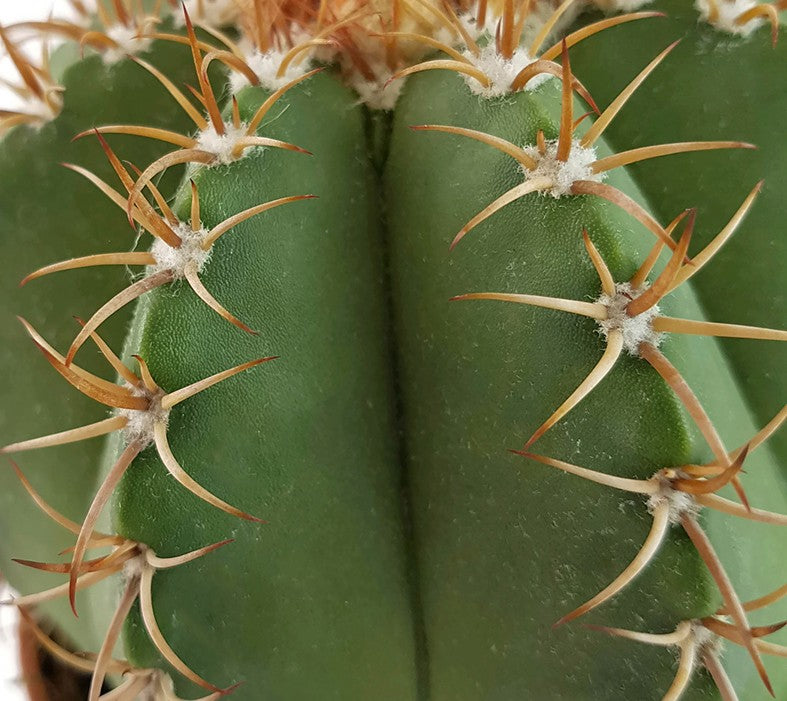 Melocactus matanzanus - Melonenkaktus