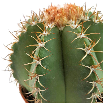 Melocactus matanzanus - Melonenkaktus