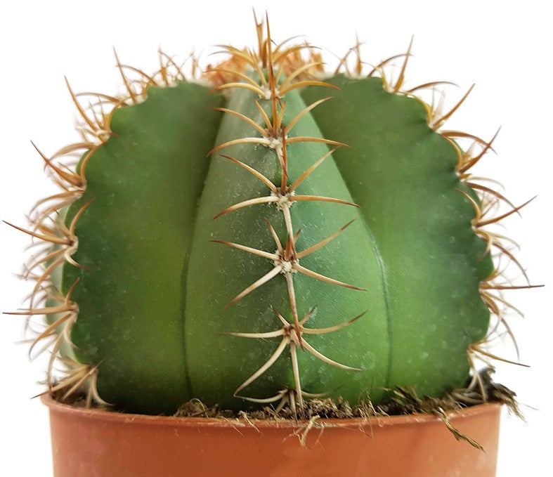 Melocactus matanzanus - Melonenkaktus