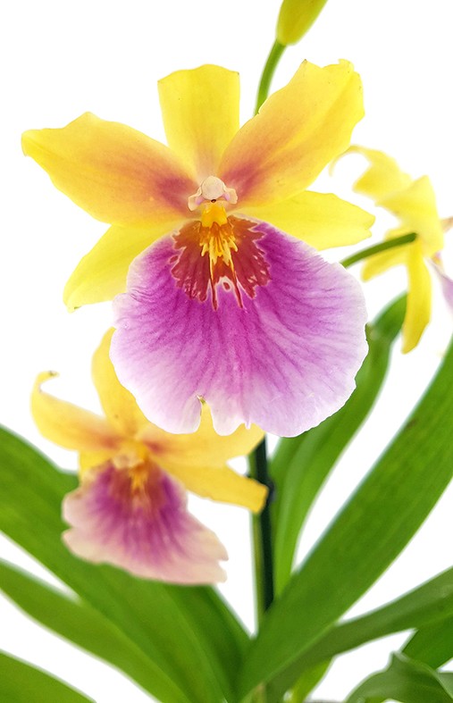 Orchidee Miltonia &quot;Sunset&quot; - anspruchsvolle Hybride