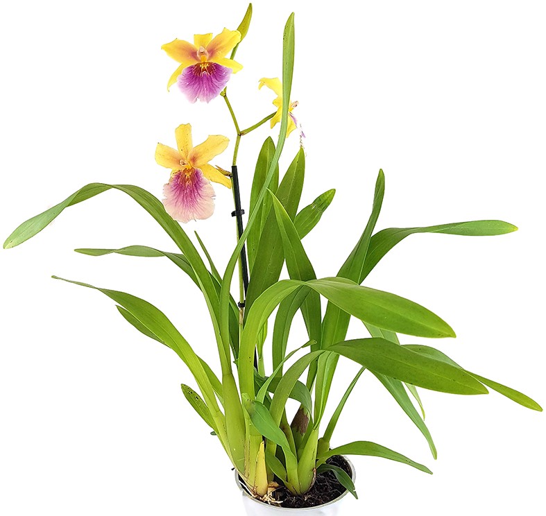 Orchidee Miltonia &quot;Sunset&quot; - anspruchsvolle Hybride