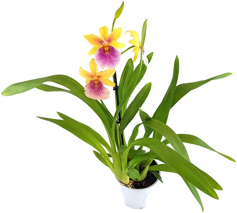 Orchidee Miltonia &quot;Sunset&quot; - anspruchsvolle Hybride