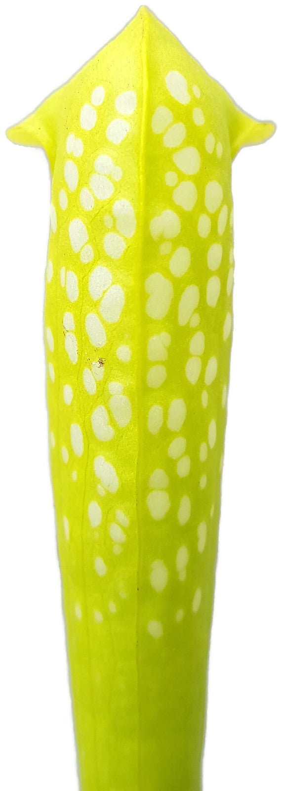 Sarracenia Minor "Anthocyanfree" Form