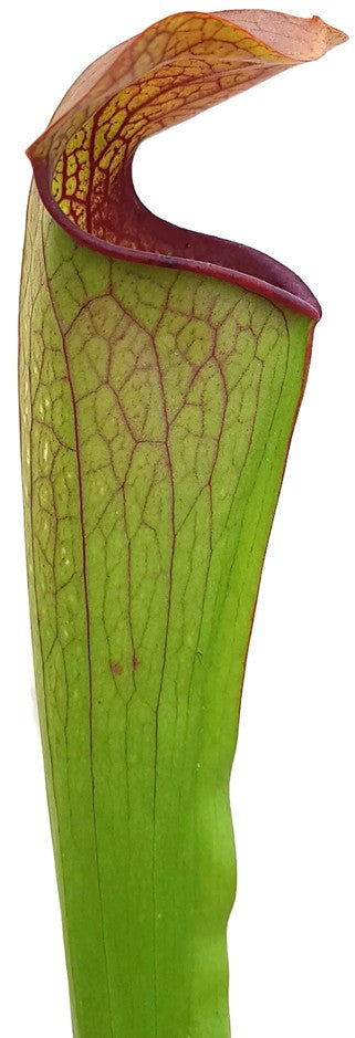 Sarracenia Minor var. Minor X Oreophila Slim Phyllodia