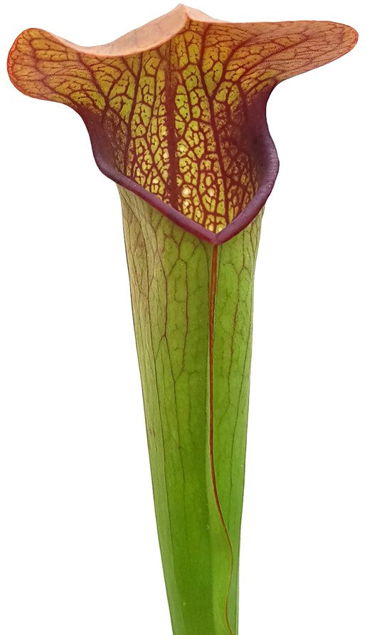 Sarracenia Minor var. Minor X Oreophila Slim Phyllodia