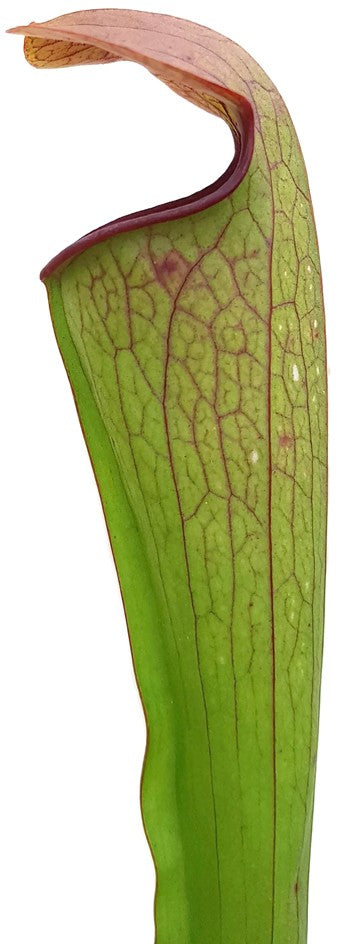 Sarracenia Minor var. Minor X Oreophila Slim Phyllodia