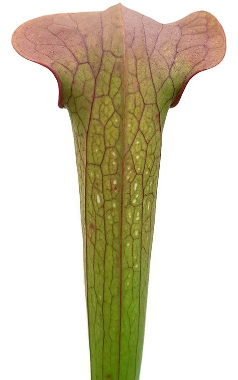 Sarracenia Minor var. Minor X Oreophila Slim Phyllodia