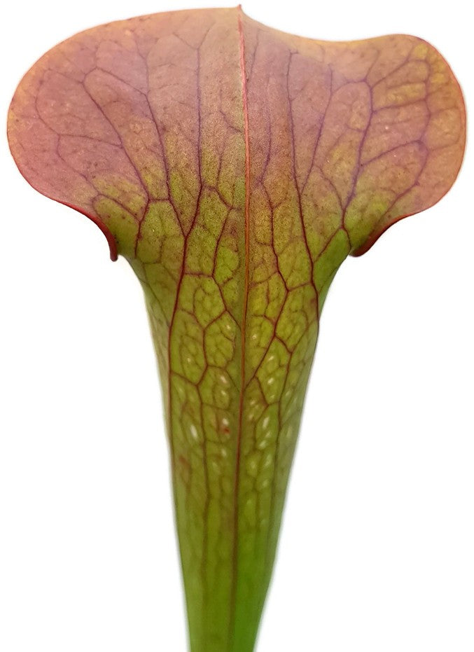 Sarracenia Minor var. Minor X Oreophila Slim Phyllodia