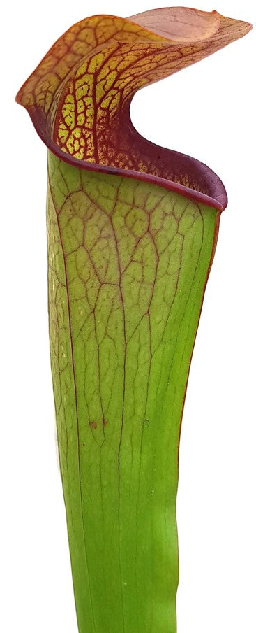 Sarracenia Minor var. Minor X Oreophila Slim Phyllodia