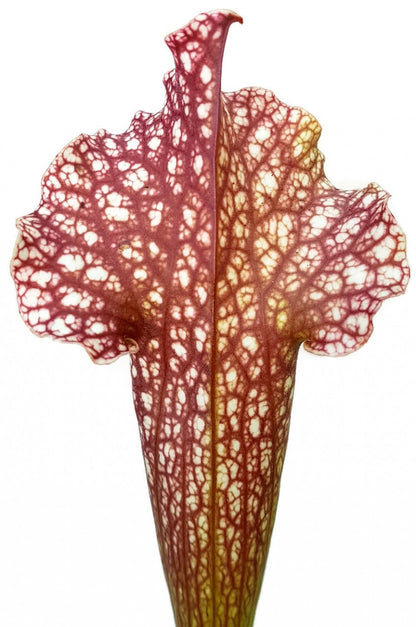 Sarracenia (xMitchelliana) X Leucophylla (Klon 1)