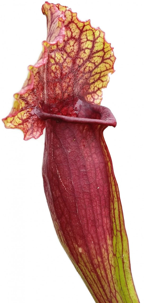 Sarracenia X Mitchelliana `Heavily Veined`