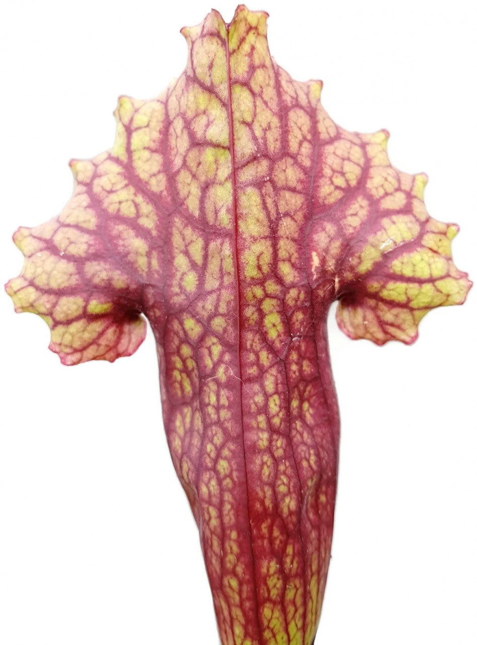 Sarracenia X Mitchelliana `Heavily Veined`