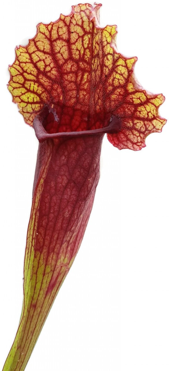 Sarracenia X Mitchelliana `Heavily Veined`