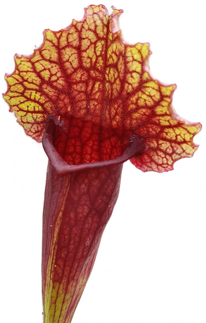 Sarracenia X Mitchelliana `Heavily Veined`