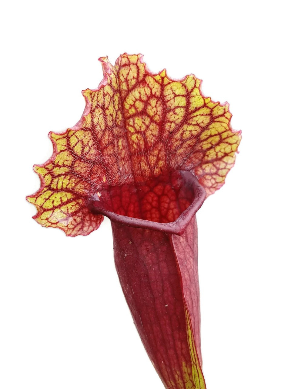 Sarracenia X Mitchelliana `Heavily Veined`