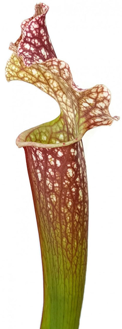 Sarracenia (xMitchelliana) X Leucophylla (Klon 1)