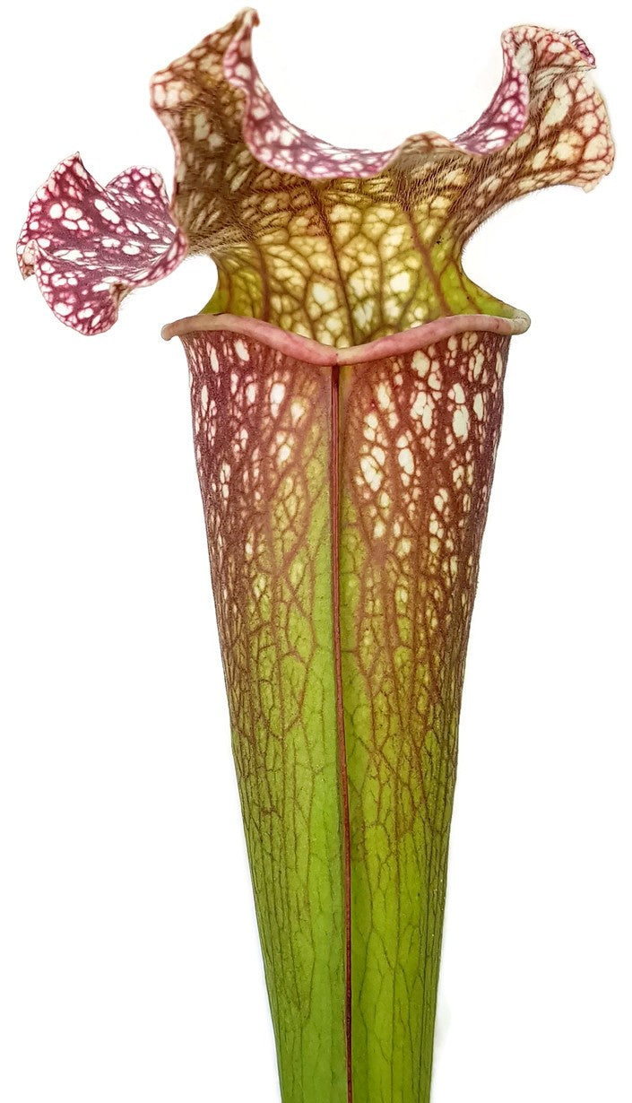 Sarracenia (xMitchelliana) X Leucophylla (Klon 1)