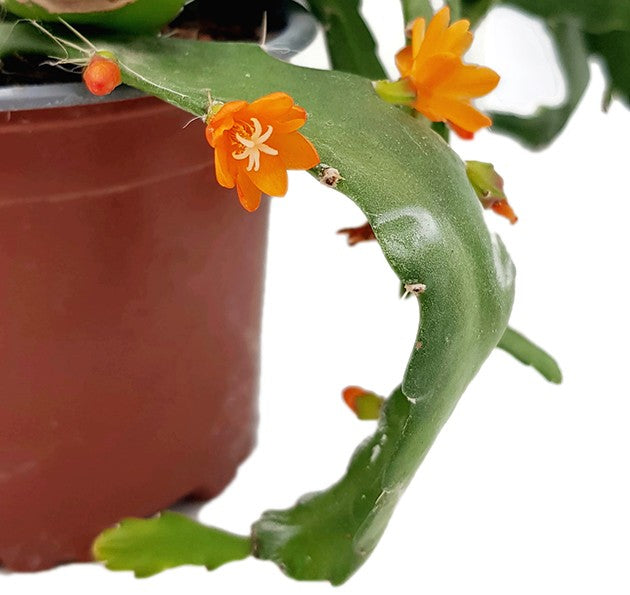 Rhipsalis monacanthum - Peitschenkaktus