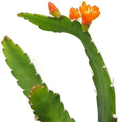 Rhipsalis monacanthum - Peitschenkaktus