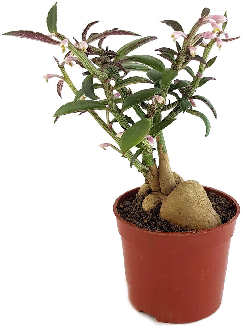 Monadenium montanum var. rubellum - Caudexpflanze