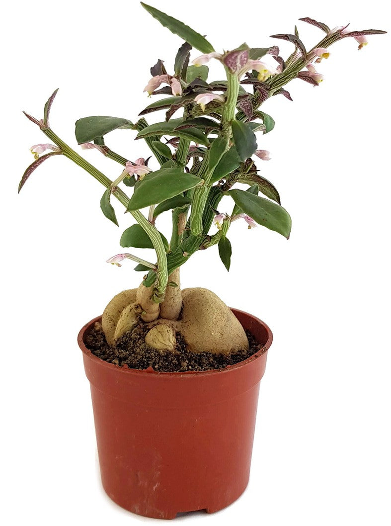 Monadenium montanum var. rubellum - Caudexpflanze