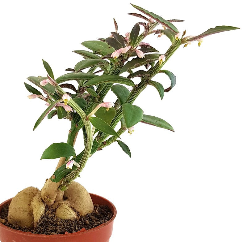 Monadenium montanum var. rubellum - Caudexpflanze