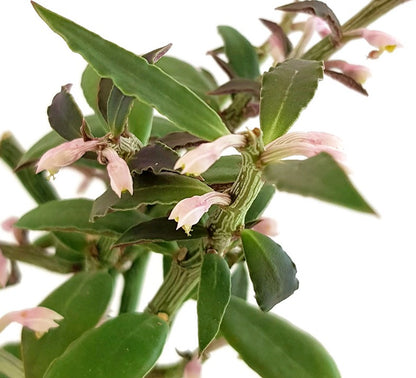 Monadenium montanum var. rubellum - Caudexpflanze